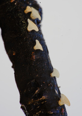 Hymenoscyphus imberbis