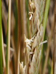 Poa billardierei
