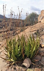 Aloe cryptopoda