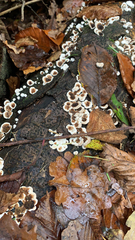 Peniophora albobadia