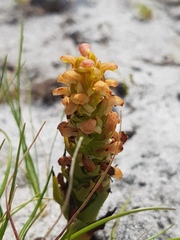 Disa pygmaea