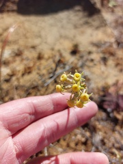 Tulbaghia dregeana