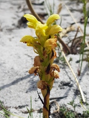 Disa sabulosa