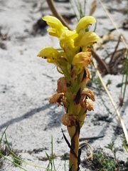 Disa sabulosa
