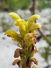 Disa sabulosa