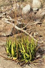 Aloe cryptopoda