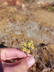 Tulbaghia dregeana