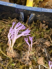 Ramariopsis pulchella