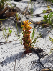 Disa pygmaea