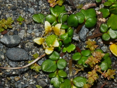 Ranunculus acaulis
