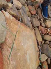 Schizocephala bicornis