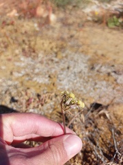 Tulbaghia dregeana