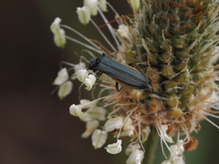 Oedemera