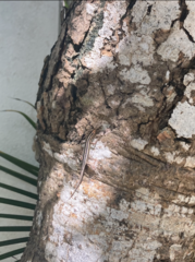 Cryptoblepharus renschi