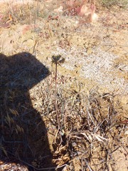 Tulbaghia dregeana