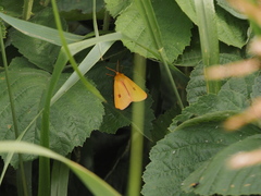 Diacrisia sannio