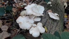 Pleurotus pulmonarius