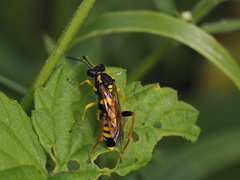 Macrophya postica