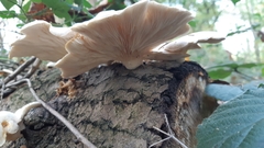 Pleurotus pulmonarius
