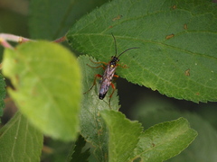 Tenthredopsis