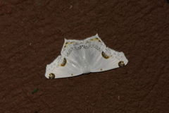 Sericoptera mahometaria