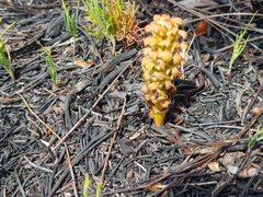 Disa pygmaea