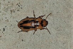 Bradybaenus opulentus