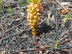 Disa pygmaea