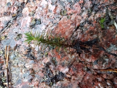 Polytrichum piliferum