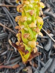 Disa pygmaea