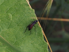 Macrophya annulata