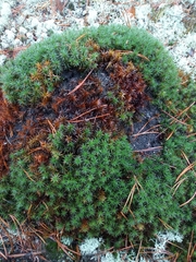 Polytrichum piliferum