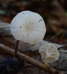 Marasmiellus