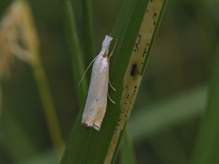 Crambus lathoniellus