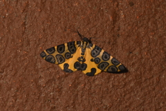 Pantherodes