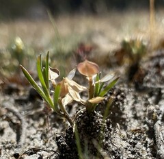 Lepidium monoplocoides