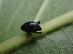 Trigonopterus