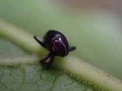 Trigonopterus
