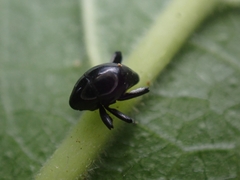 Trigonopterus