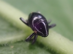 Trigonopterus