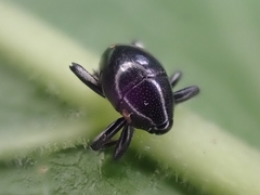 Trigonopterus
