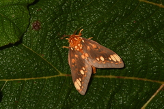 Citheronia bellavista