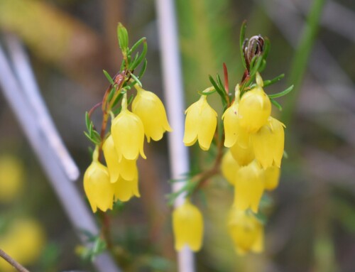 Image of Erica campanularis by (c) Justin Ponder, some rights reserved (CC BY)
