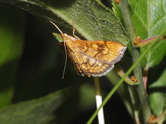 Anania verbascalis