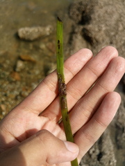 Styelidae