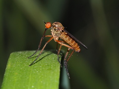 Empis livida