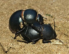 Ocnodes