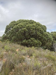Eucalyptus conferruminata