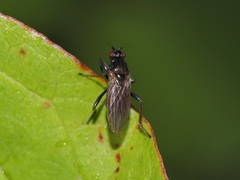 Sphaeroceridae
