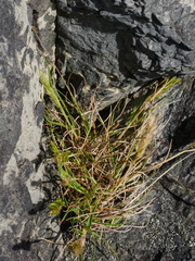 Trisetum arduanum